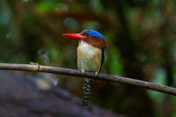 banded kingfisher (male). It is a tree bird found in lowland tropical forests of southeast Asia. It is only member of  genus Lacedo. Male and female adults are very different in plumage..