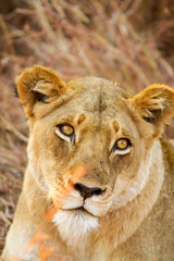  African Lion in a South African Game Reserve