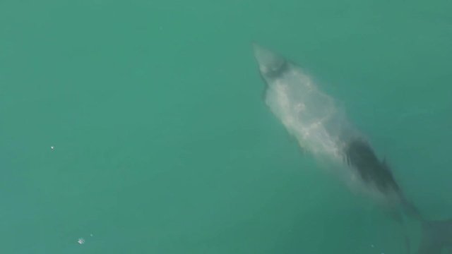 A rare and endangered Hector's dolphin, Cephalorhynchus hectori, swims beside a boat and comes to the surface for air. Distinct markings make it easy to identify. Cute dolphin swimming in the ocean.