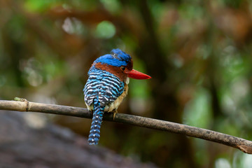 banded kingfisher (male). It is a tree bird found in lowland tropical forests of southeast Asia. It is only member of  genus Lacedo. Male and female adults are very different in plumage..