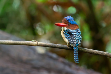 banded kingfisher (male). It is a tree bird found in lowland tropical forests of southeast Asia. It is only member of  genus Lacedo. Male and female adults are very different in plumage..