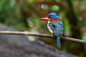 banded kingfisher (male). It is a tree bird found in lowland tropical forests of southeast Asia. It is only member of  genus Lacedo. Male and female adults are very different in plumage..