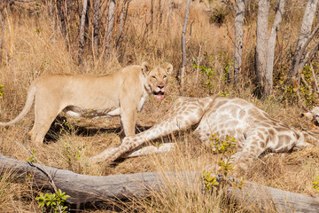 African Lion eating a Giraffe in a South African Game Reserve