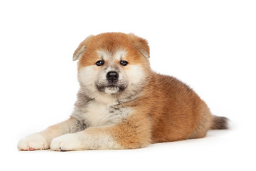 Akita Inu puppy dog on white background