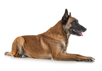 malinois in studio