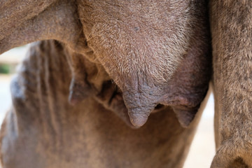 Camel breast