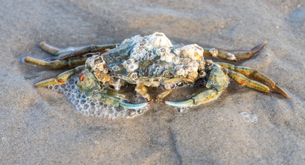 Strandkrabbe mit Seepocken