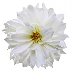 Zelfklevend Fotobehang flower isolated.white dahlia on a white background. Flower for design. Closeup. Nature. © nadezhda F