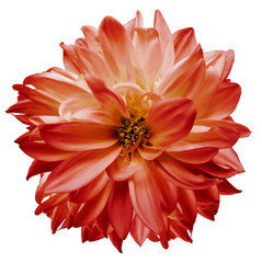 flower isolated.red dahlia on a white background. Flower for design. Closeup. Nature.