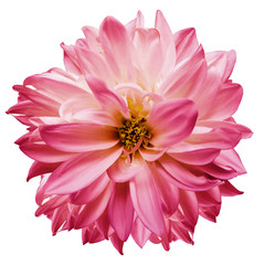 flower isolated pink dahlia on a white background. Flower for design. Closeup. Nature.