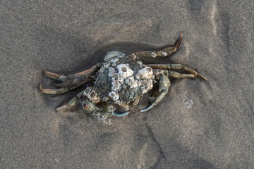 Strandkrabbe mit Seepocken