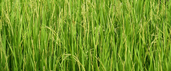 close up of ripening rice in a paddy field