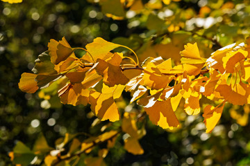 Bright ginkgo leaves