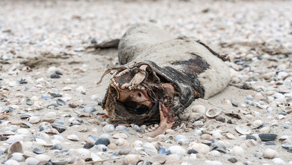 Toter Seehund am Strand