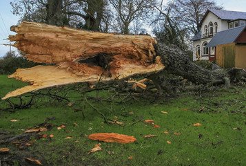 fallen tree after storm with house and garden