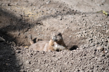 A very alert meerkat.