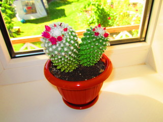 cactus flower