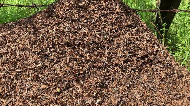 Many ants crawling on the anthill