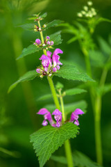 Macrophotographie fleur sauvage - Lamier pourpre - Lamium purpureum