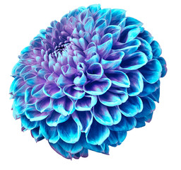 turquoise dahlia flower on a white isolated background.  Closeup.  Nature.