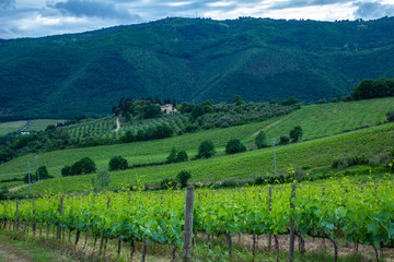 Fototapeta na wymiar Traditional countryside and landscapes of beautiful Tuscany. Vineyards in Italy. Vineyards of Tuscany, Chianti wine region of Italy.