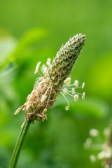 Gras-Blüte (Pollenallergie)