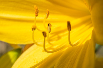 Blütenstaub / Pollen
