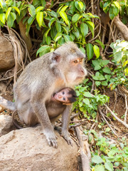 Indonesian macaques. Forest dweller. Sacred forest. Bali Monkeys. Macaca fascicularis.
