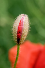 Mohn-Knospe