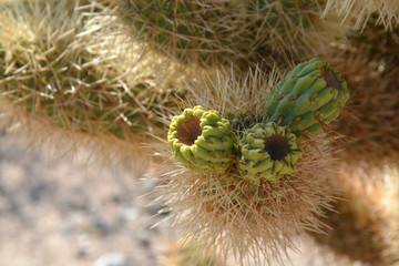 Cholla Cactus Garden California USA