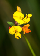 Fototapeta premium Macrophotographie fleur sauvage - Lotier de Delort - Lotus delortii