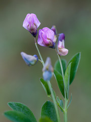 Macrophotographie fleur sauvage - Luzerne cultivee - Medicago sativa