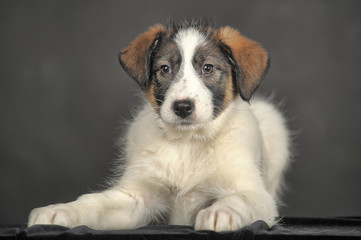 White and gray mongrel dog  in the studio