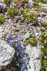 Mount Canin plateau. Karst garden. Between rocks, flowers and old military works.