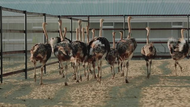 young ostriches run on the farm