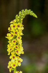 Macrophotographie fleur sauvage - Molene noire - Verbascum nigrum