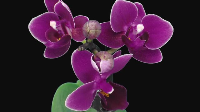 Time-lapse of opening dark purple Phalaenopsis orchid 7e3 in RGB + ALPHA matte format isolated on black background