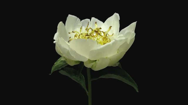 Time-lapse of dying white Peony 9b1 in PNG+ format with ALPHA transparency channel isolated on black background
