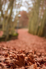 Camino de otoño con hojas caídas y fondo naranja