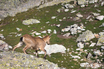 Young female alpine Capra ibex standing on the high rocks stone in Dombay mountains against the rocks. North Caucasus. Russia