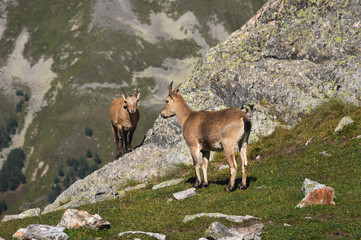 Young female alpine Capra ibex with a cub looking at the camera and standing on the high rocks stone in Dombay mountains against the rocks. North Caucasus. Russia