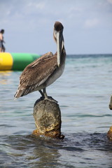 Pelican on the beach