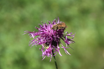 Insect on flower