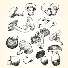 Hand-drawn illustration of Mushroom,  vector