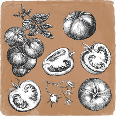 Hand-drawn illustration of Tomato, vector