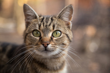 Portrait of a beautiful cat