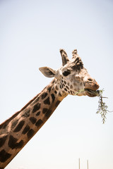 portrait of giraffe