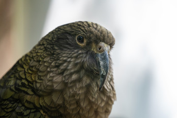 Kea parrot New Zealand