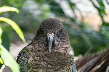 Kea parrot New Zealand