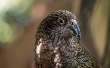 Kea parrot New Zealand